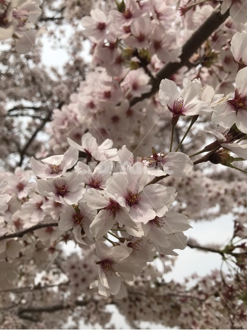 벚꽃,꽃,봄,봄꽃,자연,식물,분홍,봄,계절,spring,season,식물,자연,plants,nature,꽃,flower,plant,blossom,cherry blossom