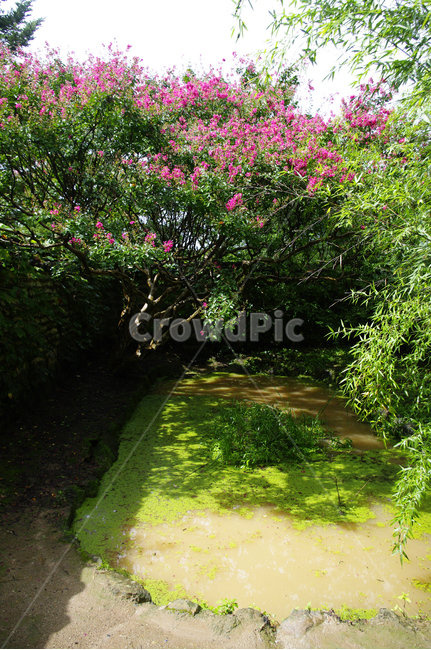 식물,plant,꽃,flower,배롱나무,연못,자연,풍경,nature,landscape,outdoors,옥외,arbour,정자,garden,정원