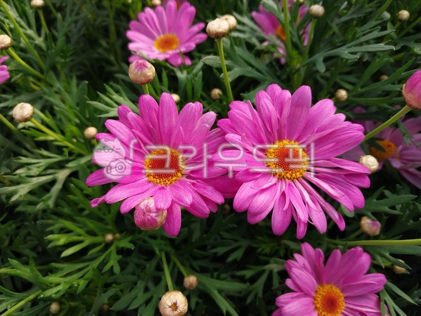 flower,leaf,petal,parisdaisy,bud,margueritedaisy,pinkflower,flower bud