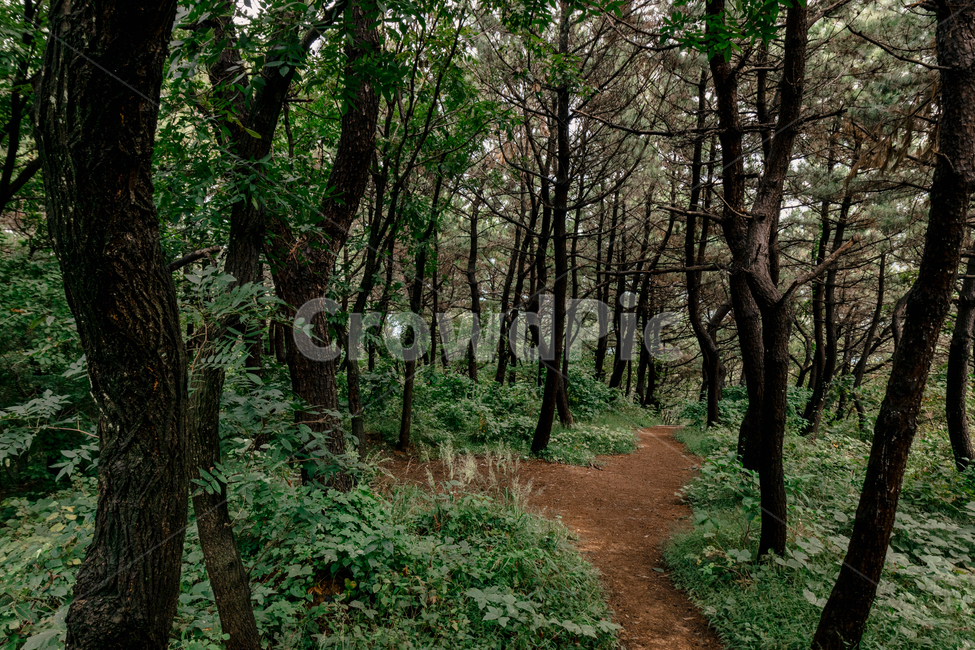 숲,통로,산길,산,자연,풍경,경치,자연,풍경,nature,landscape,path,ground,바닥