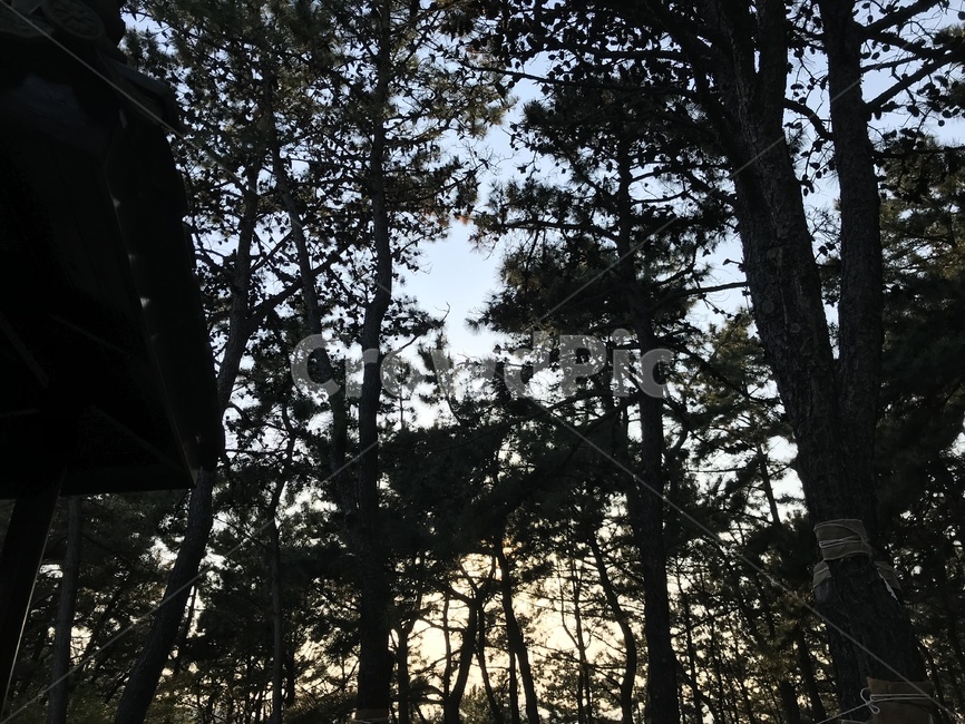 나무,나무그림자,산,등산,숲길,숲