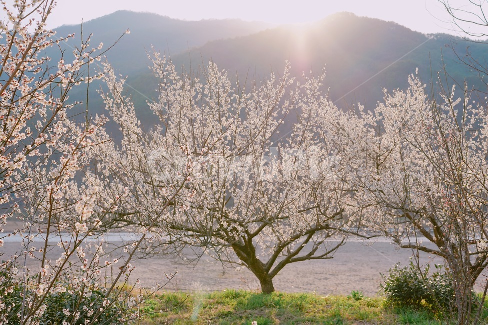 매화나무,매화꽃,매화,봄,계절,spirng,season,봄,계절,spring,season,자연,풍경,nature,landscape,한국자연풍경,한국자연경관,korea nature landscape,식물,plants,나무,trees,wood,감성,sensible,feeling,휴식,힐링,rest,relaxation,healing