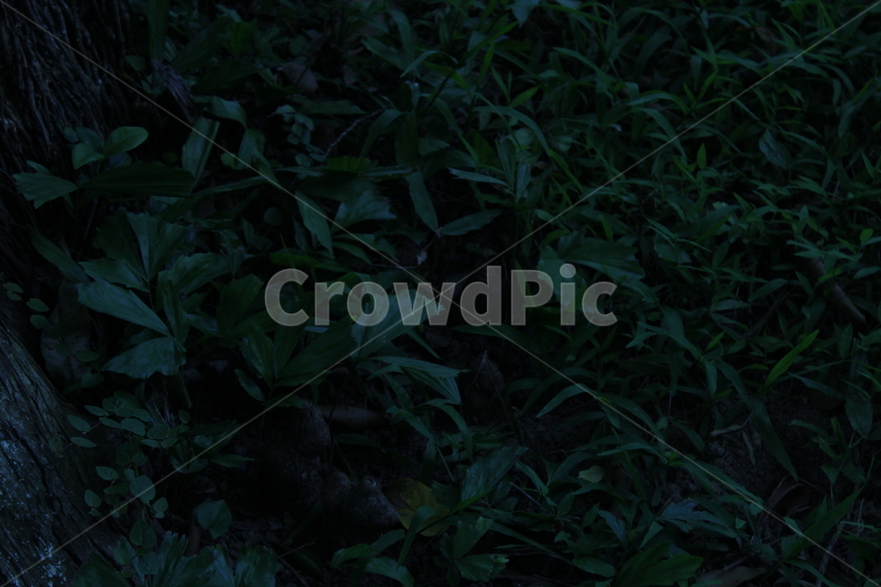 풀,잔디,약초,식물,산,등산,정원,식물,자연,plants,nature
