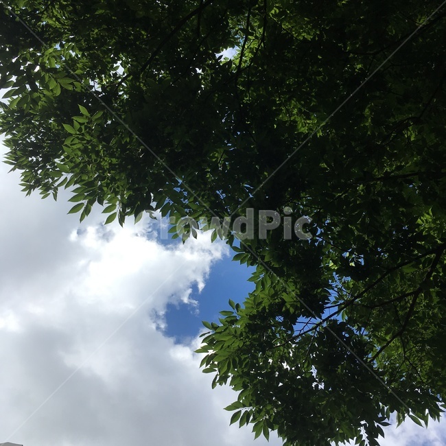 나무,하늘,여름,summer,구름,blue,sky,tree,cloud,풍경