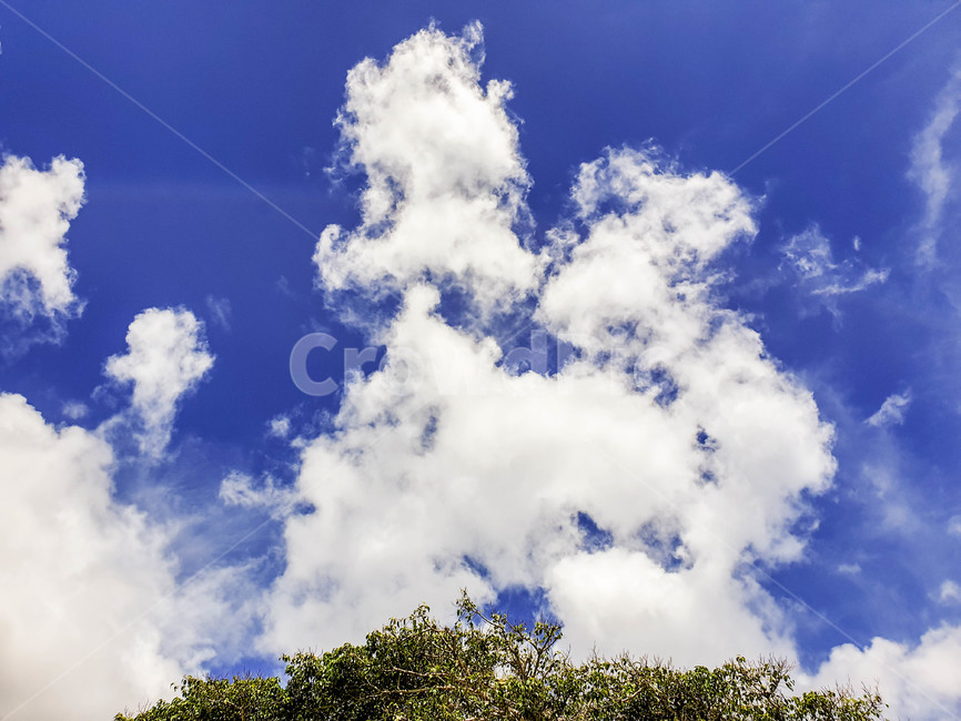 자연,파란하늘,나무,구름,맑음,sky,cloud,파란색,초록색,흰색,색대비,깨끗한