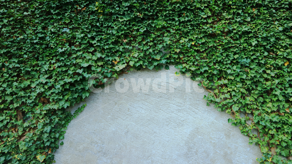 plant,식물,leaf,잎,초록,green,자연,nature,벽,덩쿨,식물,자연,plants,nature