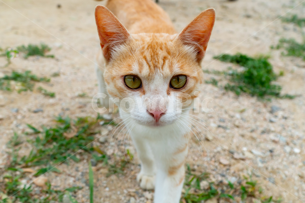 고양이,길고양이,길냥이,동물,애완동물,자연,생명,야생,야생동물,포유류,노랑이,얼룩이,애교,cat,kitty,kitten,neko,gato,streetcat,wildcat,wildanimal,cute,lovely,beauty,nature,pet,animal