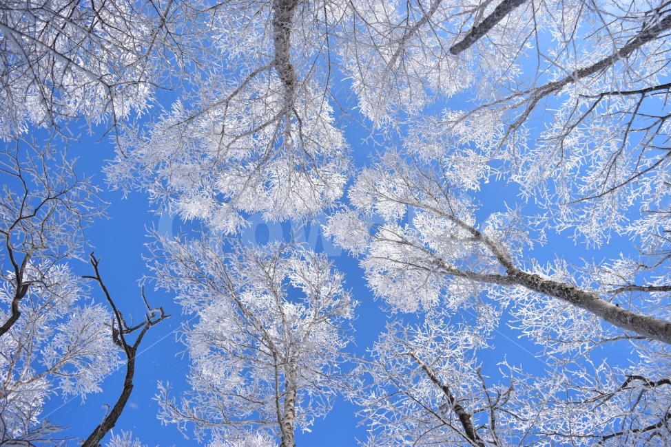 태백산,설경,상고대,눈꽃풍경,풍경,겨울,겨울왕국,서리꽃,눈,거제수나무,겨울동화,자연,스포츠,등산,산행,nature,snow,구름,설국,겨울풍경,느낌,아름다운,다큐,필,12월,계절,디자인,힐링,명산,국립공원,순백,환상,동화나라,파란하늘,눈꽃가지,자연,풍경,nature,landscape,겨울,계절,winter,season,outdoors,옥외