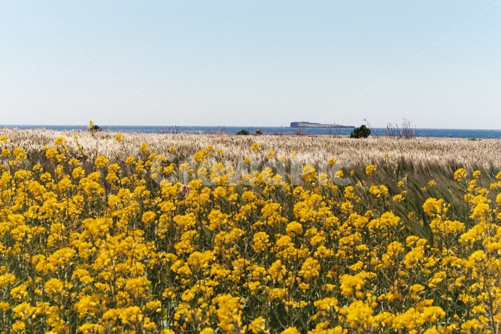 필름사진,filmphotography,제주도,가파도,풍경,올레길,자연,jejuisland,scenery,nature,jeju,ollegil,유채꽃밭,봄꽃,봄꽃풍경,필름,봄,계절,spring,season