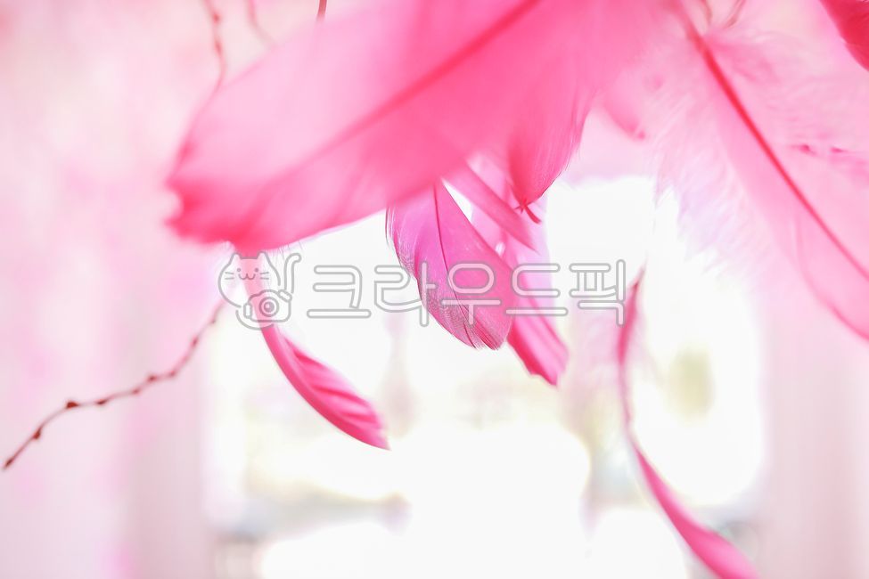 실내인테리어,소품,장신구,깃털,분홍깃털