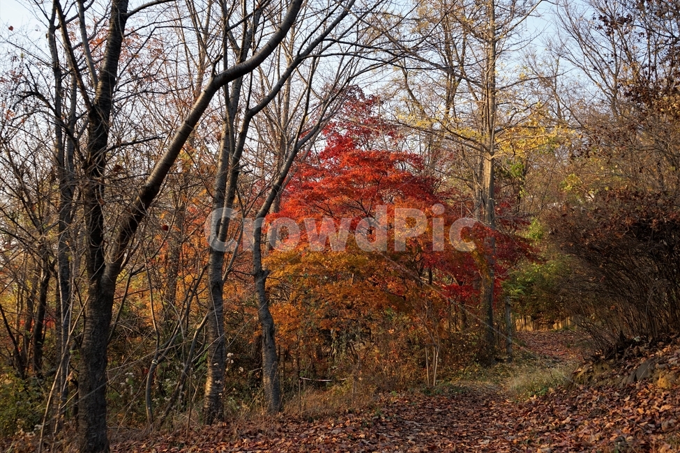 가을,계절,낙엽,단풍,자연,fall,autumn,maple,nature,tree,landscape,가을,계절,fall,autumn,season,자연,풍경,nature,landscape,식물,plants,나무,trees,wood,plant,leaf,잎