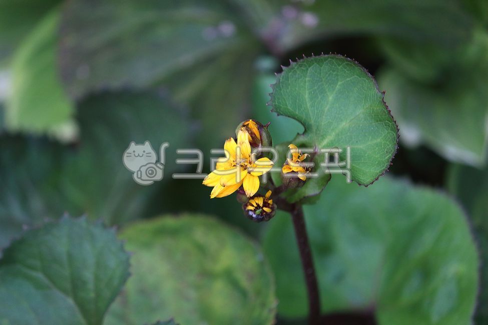 plant, 식물, flower, 꽃, 곰취, 사진,이미지,일러스트,캘리그라피 - benjamin작가
