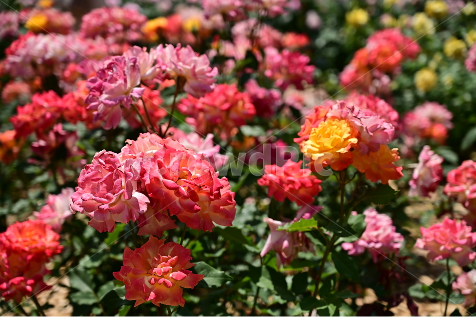 장미,rose,꽃,flower,식물,장미광장