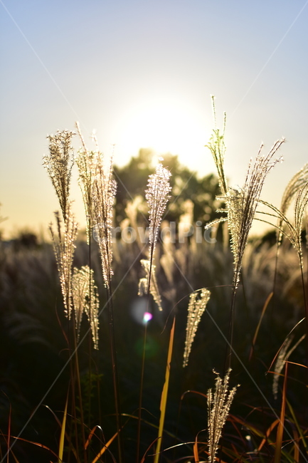 자연,풍경,억새,공원,풀,배경,가을,갈대,감성,가을감성,nature,식물,자연,plants,nature