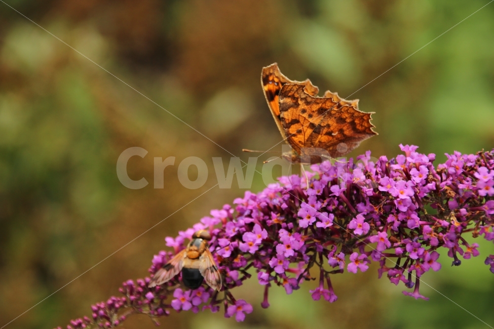 나비와벌,꽃,곤충,탐색전,주황과분홍,동물,animal,곤충,벌레,insect,bug
