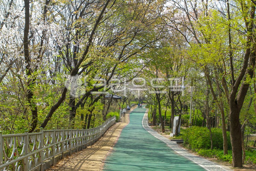 개운산,개운산공원,산,공원,도로,산책로,난간,가로등,인간,옥외,자연,숲,나무,식물,꽃,봄,벚꽃,풍경,길,path