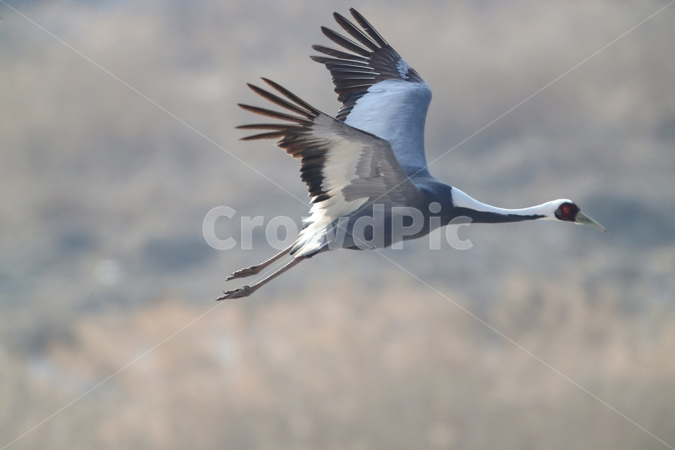 bird,새,두루미,철새,자연,생태,동물,animal,조류,새,birds