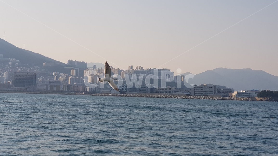 갈매기,유람선,seagull,cruiseship,영도바다,동물,animal,조류,새,birds