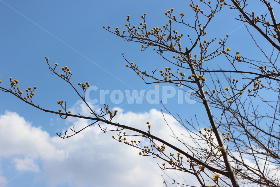 산수유,산수유나무,하늘,구름,나무,봄,계절,spring,season