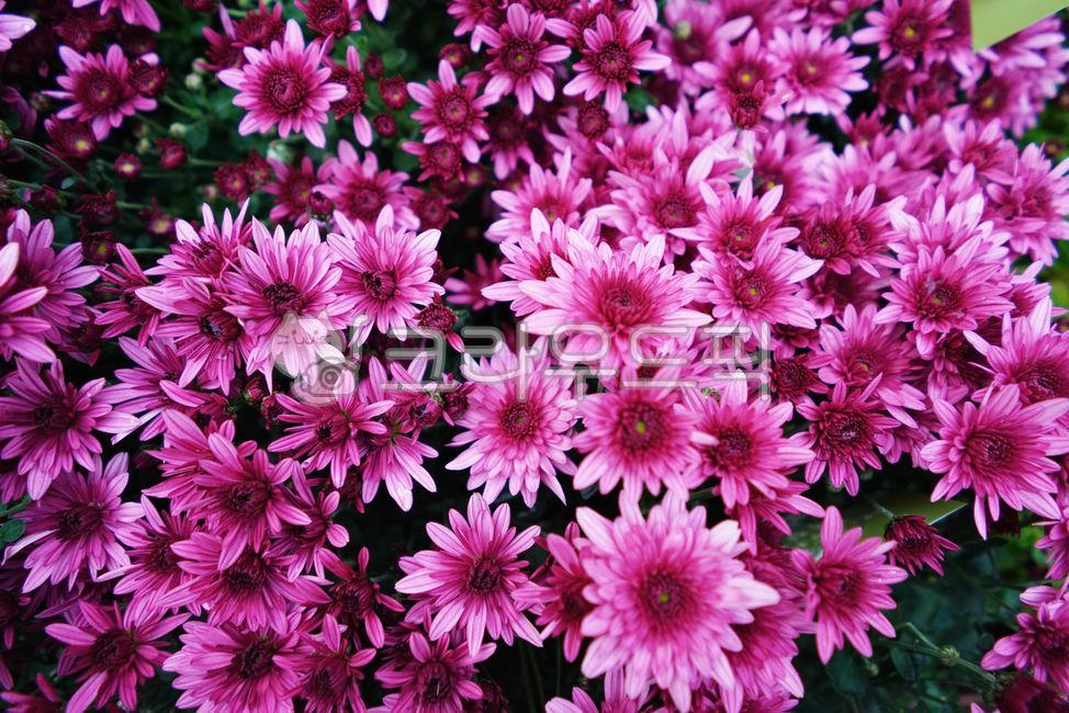 chrysanthemum flower,small country,Chrysanthemum,chrysanthemum,fall flowers