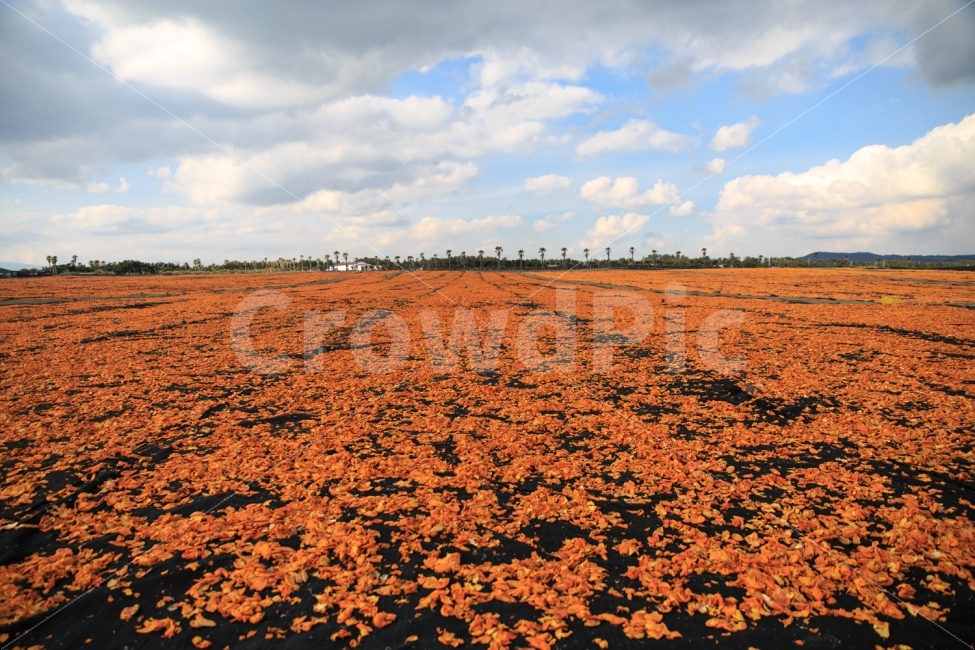 제주도,자연,풍경,목장,농장,자연,풍경,nature,landscape,제주도,jeju,jeju island,ground,바닥,land,땅,outdoors,옥외,soil,흙