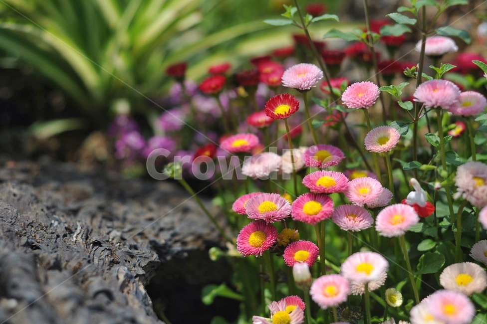 식물,flower,blossom,daisy,꽃,잉글리쉬데이지,식물,자연,plants,nature,꽃,flower