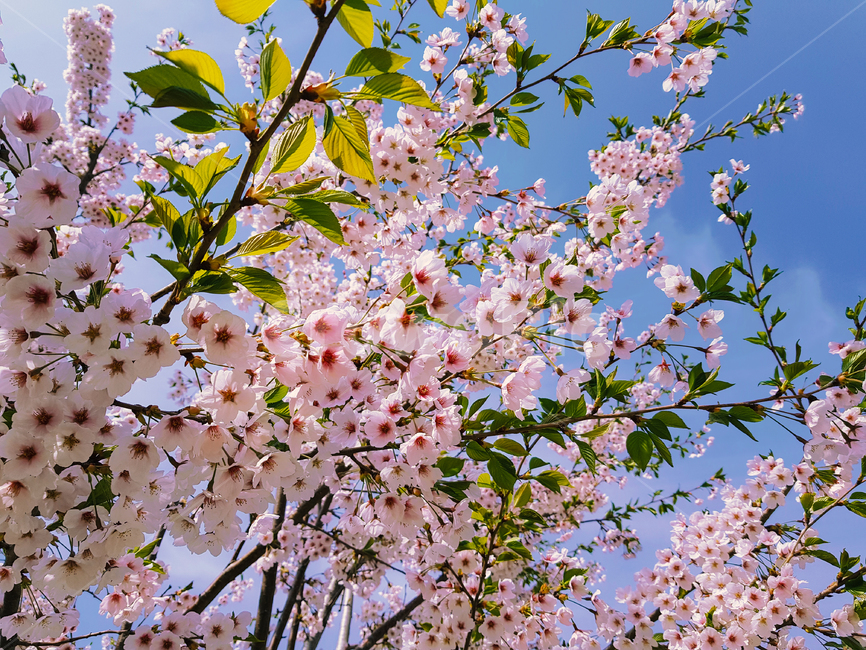 벚꽃,꽃,봄,식물,나무,잎,분홍,flower,cherryblossoms,landscape,scenery,scene,view,sight,tree,plant,자연,nature,pink,spring