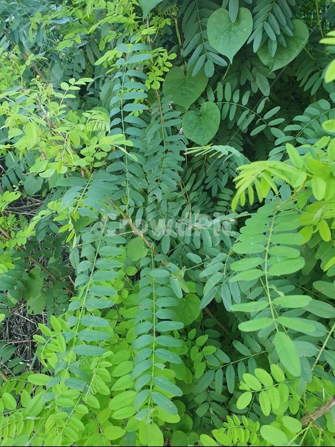식물,plant,잎,leaf,초록색,green,연두색,자연,nature,식물,자연,plants,nature
