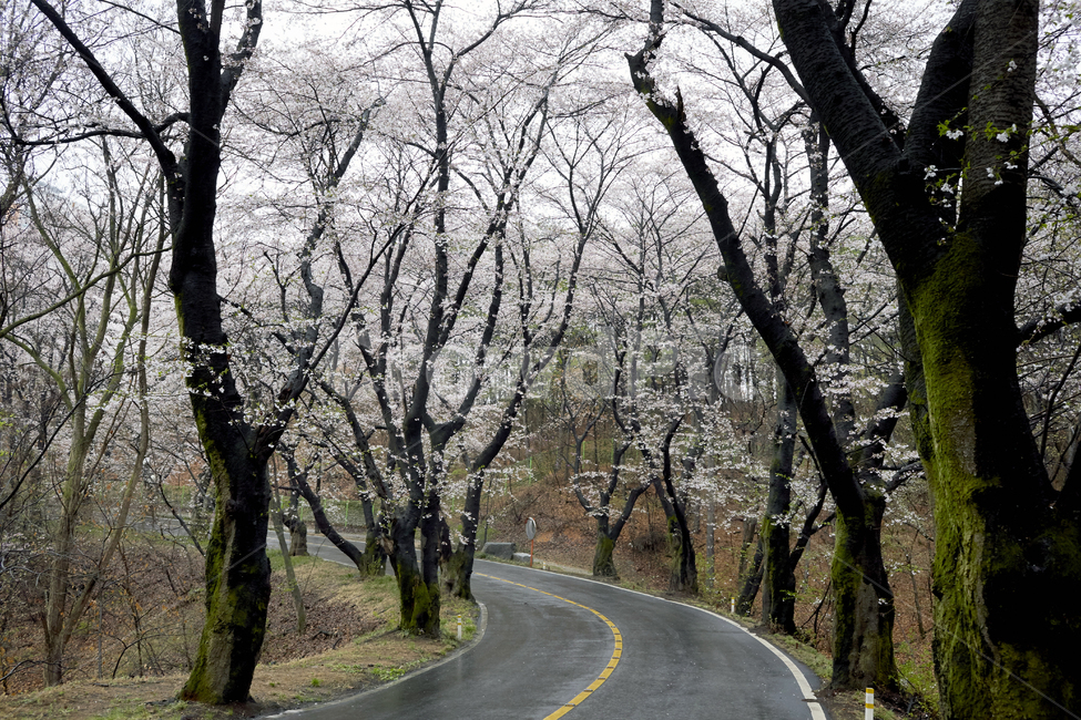 벚꽃,봄꽃,벚꽃터널,봄의전령사,벚꽃군락,벚나무,봄,계절,spring,season,자연,풍경,nature,landscape,asphalt,아스팔트,road,도로,highway,고속도로,freeway,고속 도로