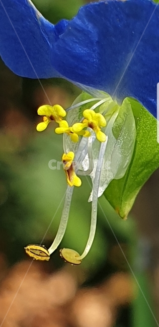 plant,식물,꽃,flower,달개비꽃,식물,자연,plants,nature,꽃,flower