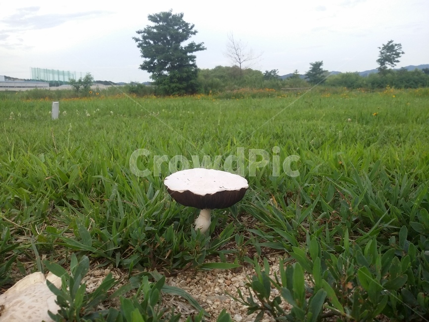 꽃,들꽃,식물,자연,생명력,나무