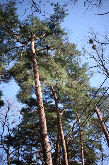 나무,풍경,tree,북한산,산,mountain,forest,숲