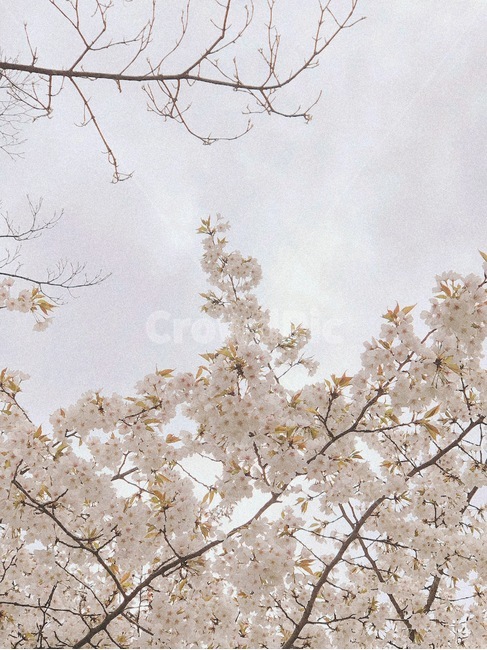 벚꽃,cherryblossom,flower,꽃,벚꽃나무,하늘,식물,자연,plants,nature,꽃,flower