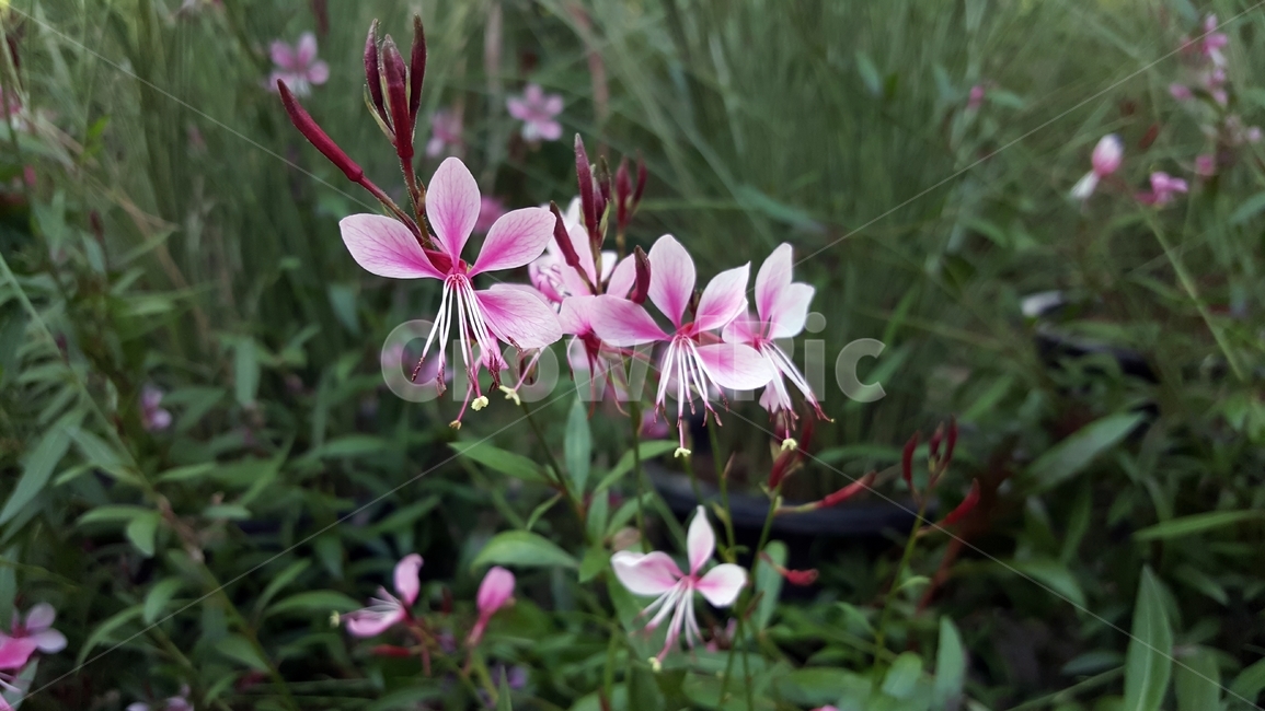 홍접초,가우라,나비바늘꽃,식물,꽃,분홍색,암술,수술,꽃잎,식물,자연,plants,nature,꽃,flower