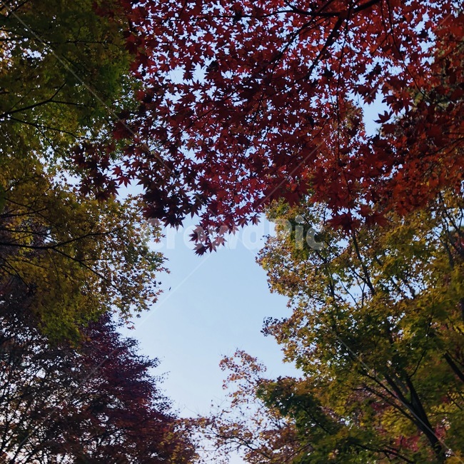 자연,풍경,하늘,단풍,단풍잎,나무,nature,sky,maple