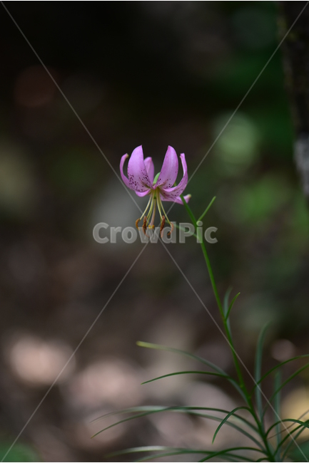 솔나리,야생화,식물,자연,꽃,생태,힐링,플라워,wildflower,flower,plants,nature,season,감성,느낌,emotion,feeling,백합목,백합과,여름,백합속,분홍색,여러해살이풀,식물,자연,plants,nature,꽃,flower