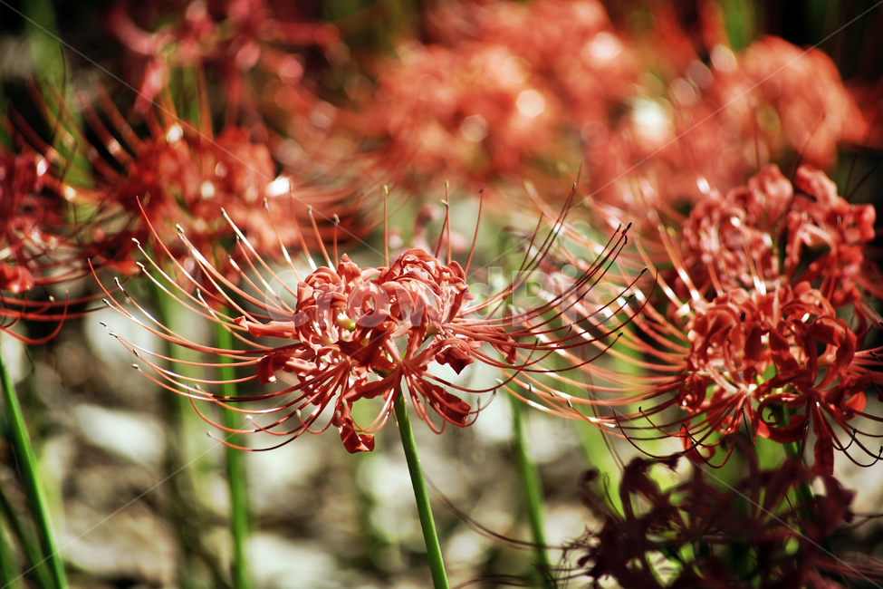 꽃무릇,상사화류,석산,독무릇,산오독,산두초,redspiderlily,가을,빨간꽃,수선화과,식물,화단용,꽃꽂이용,식물,자연,plants,nature,꽃,flower