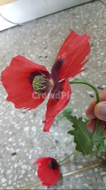 양귀비,꽃,빨간,마약,단속,식물,자연,plants,nature,꽃,flower