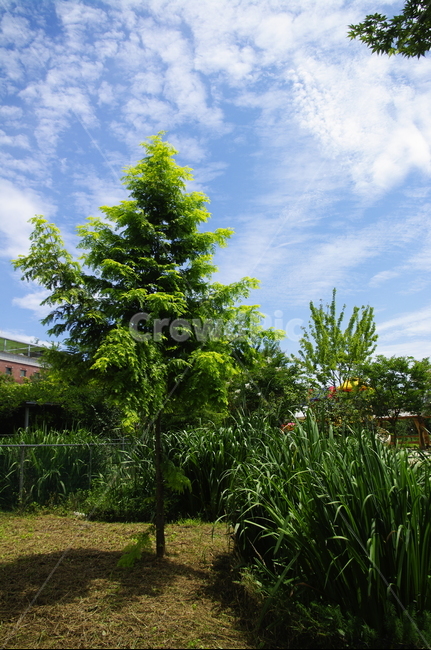 길,초록,나무,잎,식물,plant,자연,nature,숲,하늘,구름