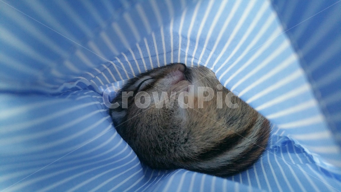 다람쥐,새끼다람쥐,취침,수면,귀여움,동물,애완다람쥐,동물,animal,포유류,mammal