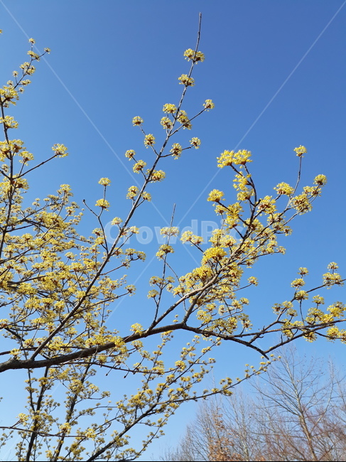 산수유,식물,plant,꽃,flower