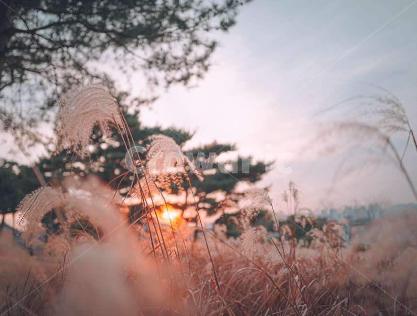 갈대,억새풀,노을,가을풍경,빛,식물,가을,계절,fall,autumn,season