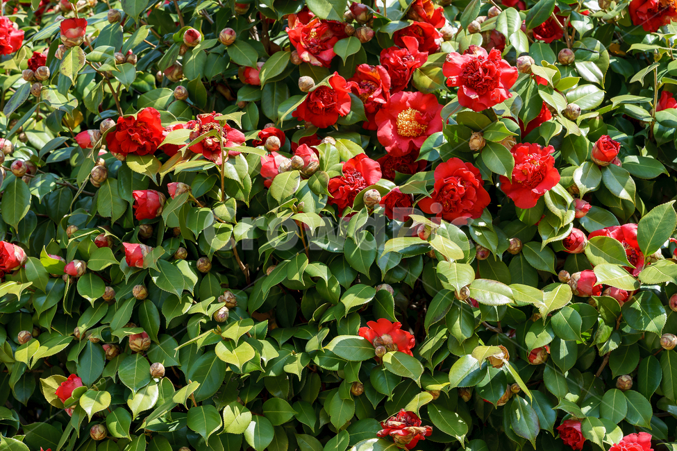 봄,꽃,동백꽃,자연,풍경,spring,flower,nature,beauty,봄,계절,spring,season,식물,자연,plants,nature,꽃,flower,blossom,rose,장미,plant