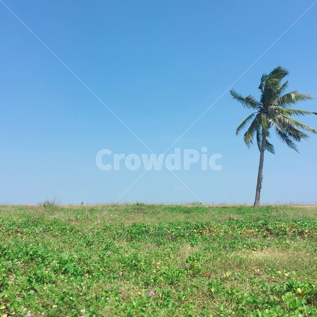 감성,감성사진,nature,자연,목초지,field,나무,들,tree,숲,숲속,풀,풀숲,야쟈수,하늘,green,blue,파란하늘,outdoors,옥외
