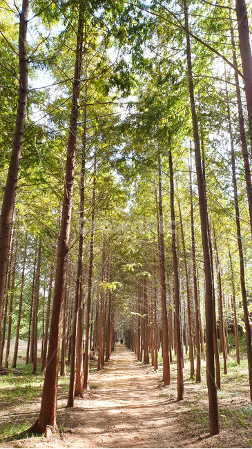 vegetation,초목,plant,식물,tree,나무,outdoors,옥외,woodland,삼림지,nature,자연,forest,숲,land,땅,메타세콰이어,메타세콰이어길,식물,자연,plants,nature,나무,trees,wood
