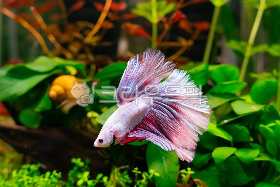 베타,물고기,어항,아쿠아리움,애플스네일,달팽이,수초,plant,식물,aquatic,water