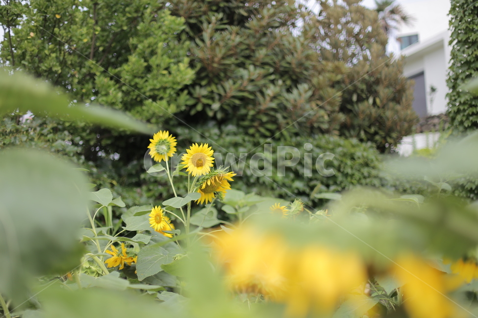해바라기,꽃,여름꽃,노란꽃,자연,나무,풀숲,풀,덩그러니,노란,식물,flower,yellow,식물,자연,plants,nature,꽃,flower