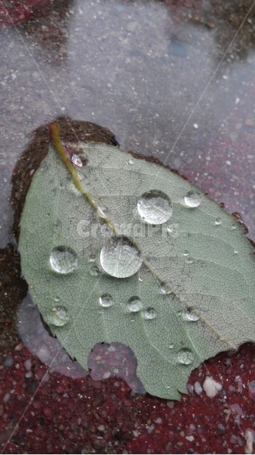 작은물방울,식물,잎,비,장마,식물,자연,plants,nature