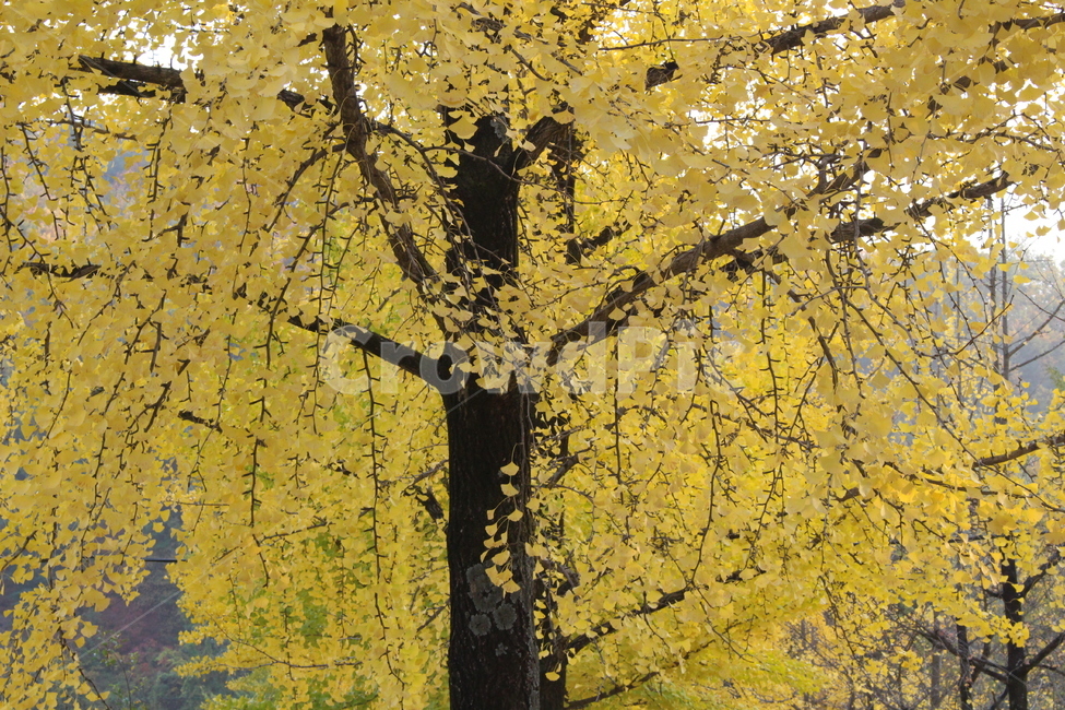 가을,단풍,단풍잎,은행나무,은행잎,ginkgo,fall,autumn,forest,가을,계절,fall,autumn,season,식물,자연,plants,nature,나무,trees,wood,tree,plant,tree trunk,나무 줄기