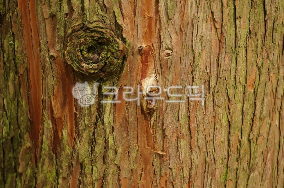 tree, 나무, plant, 식물, treetrunk, 사진,이미지,일러스트,캘리그라피 - 수비작가